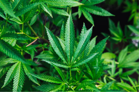 CBD, THC and the Entourage Effect: A deep dive