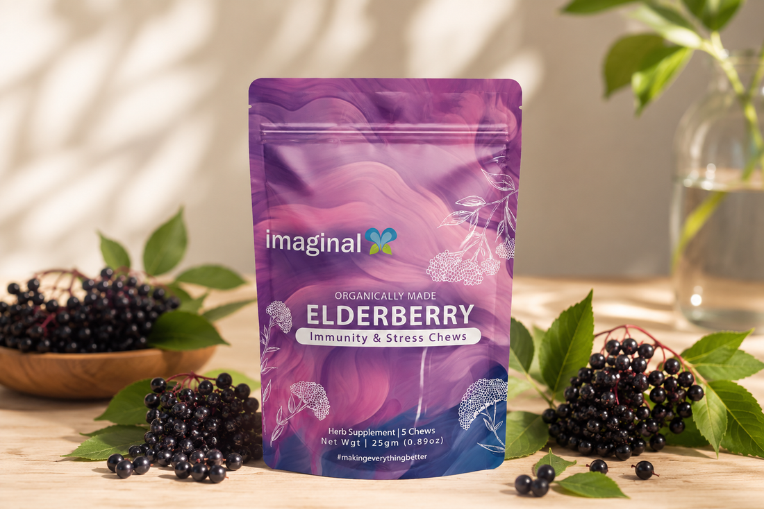 Elderberry botanical illustration