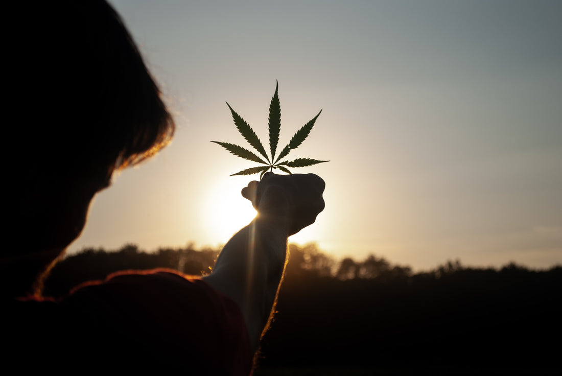 Here's How CBD Can Help With Alcoholism