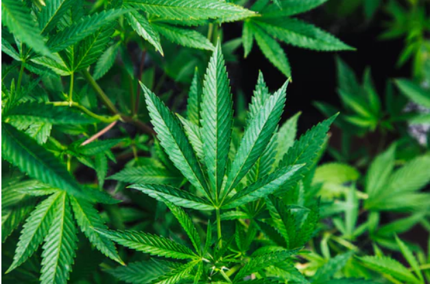 Understanding Cannabinoids: Cannabinoids 101