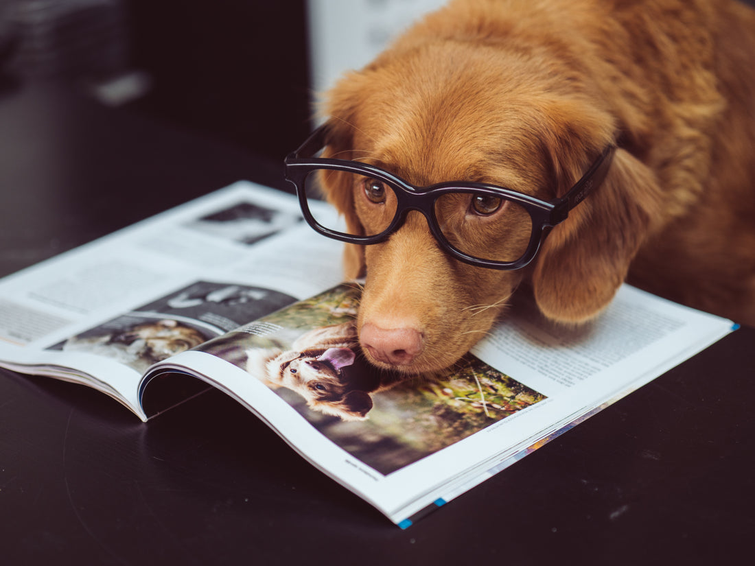 cbd oil for dogs